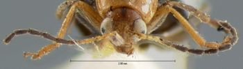 Media type: image; Entomology 18404   Aspect: head frontal view